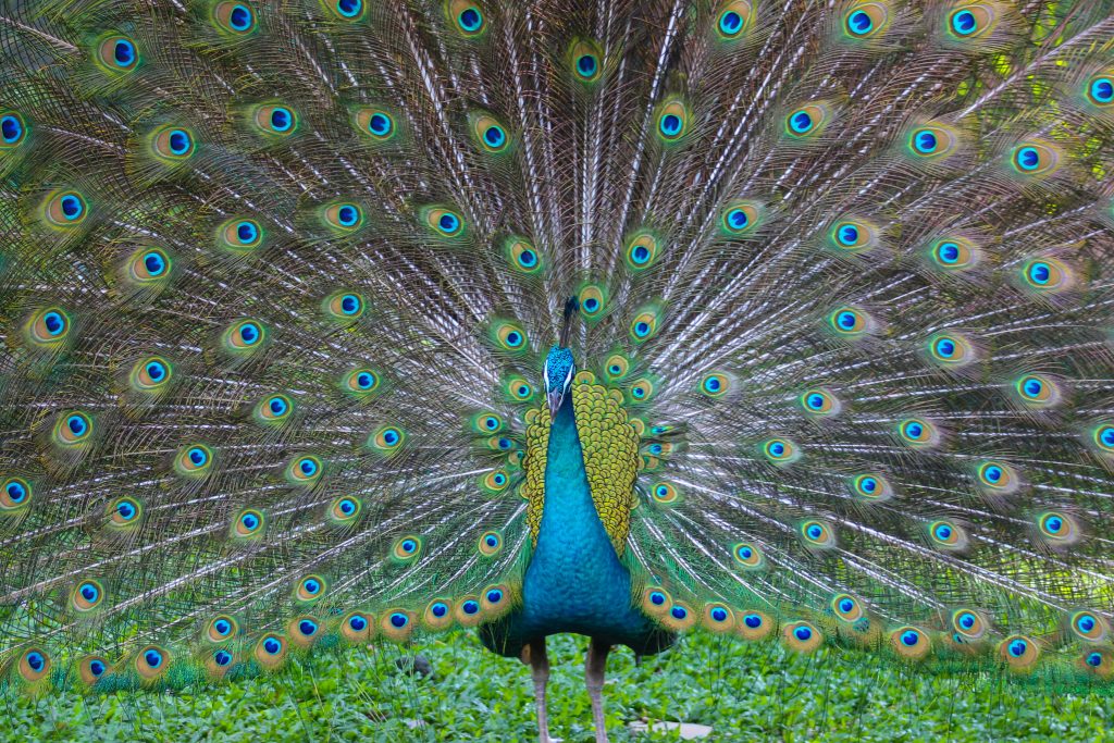 Disabled Holidays Peacock 
